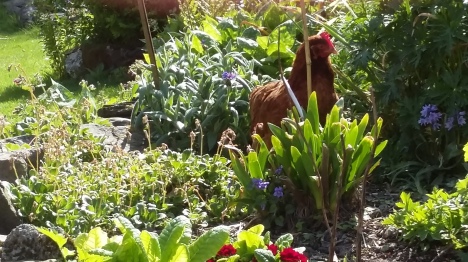 one of our hens playing hide and seek