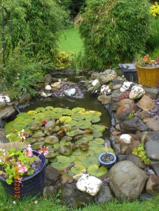 our little pond